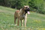 BOERBULL 020